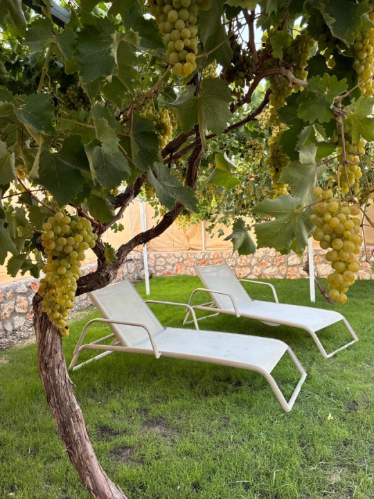 Villa Evo geniş yeşil bahçesi, dinlenme alanları ve doğa manzarasıyla aileler için konforlu bir tatil ortamı sunuyor.
